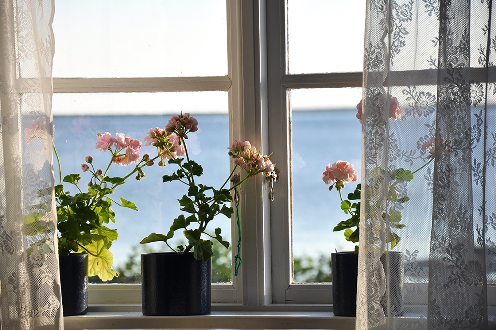 Kesällä pelargoniat kukkivat ikkunalaudalla