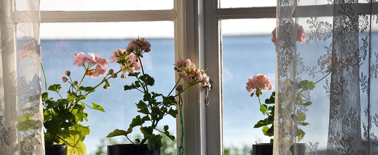 Kesällä pelargoniat kukkivat ikkunalaudalla