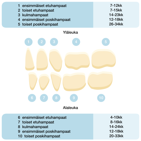 Maitohampaiden puhkeamisjärjestys